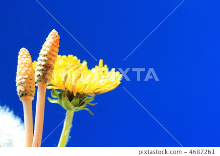 Tsukushi and dandelions 4687261