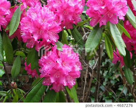 西方杜鵑花(Concorde) 西方杜鵑花(Concorde) 4687276