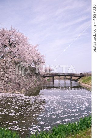 Cherry blossoms scattering on the surface of the moat 4687336