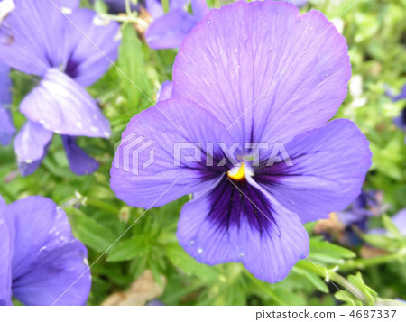 Pansy 4687337