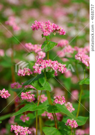 Red buckwheat flowers 4688757