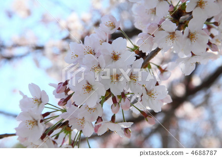 Yoshino cherry tree 4688787