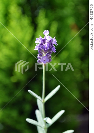 lavender lavender 4688796