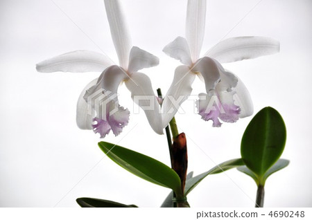 Intermedia delicatta整潔的形象 4690248