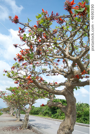 Deigo的花朵 4690390