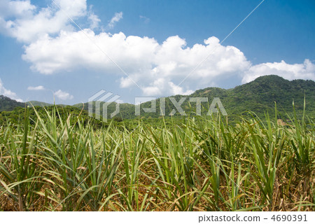 Sugarcane field and blue sky 4690391