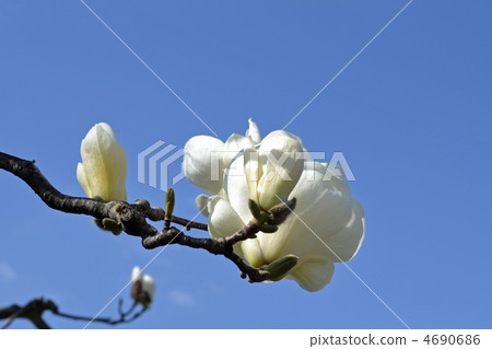Magnolia 4690686