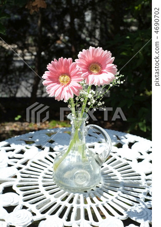 Gerbera 4690702