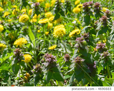 Himeodorinchoso and dandelion 4690883