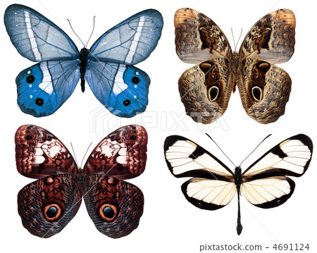 butterfly isolated 4691124