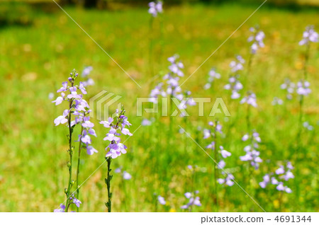 bloom, blossom, blossoms 4691344