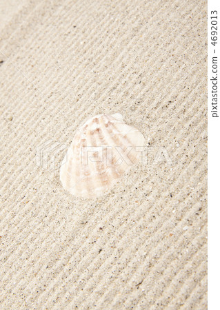 pearl on the seashell pearl on the seashell 4692013