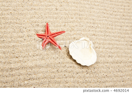 pearl on the seashell pearl on the seashell 4692014