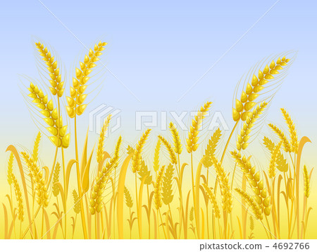 Yellow Wheat Field with Light Blue Sky Yellow Wheat Field with Light Blue Sky 4692766