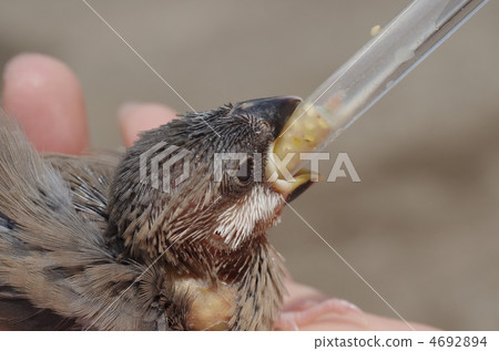 Fumigator的小妞 4692894