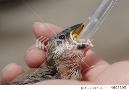 Fumigator的小妞 4692895