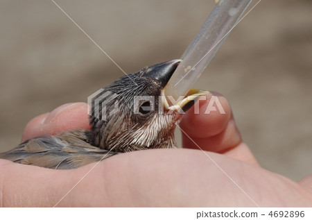 Fumigator的小妞 4692896