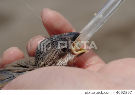 Fumigator的小妞 4692897