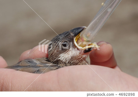 Fumigator的小妞 4692898