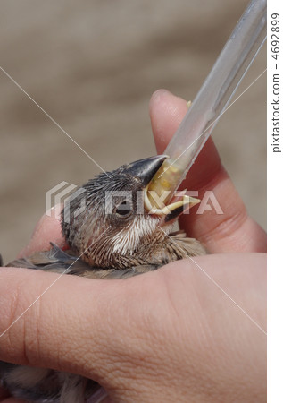 Fumigator的小妞 4692899