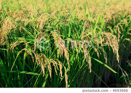 Rice field 4693666
