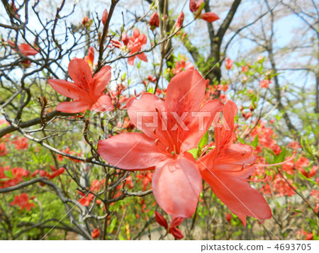 Azalea (Sayama Inariyama Park) 4693705