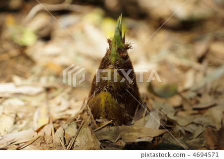 bamboo shoots bamboo shoots 4694571