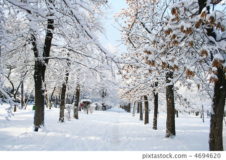 park landscape in winter park landscape in winter 4694620