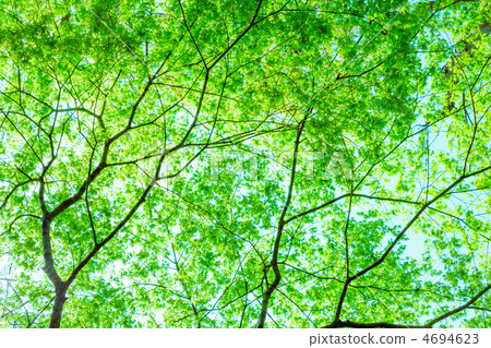 新鮮的綠色的柿子 4694623