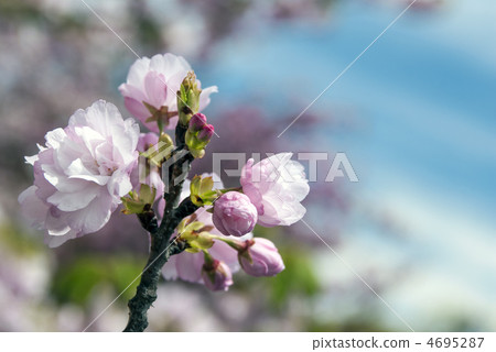 Clothes (Ikurukuri) 4695287