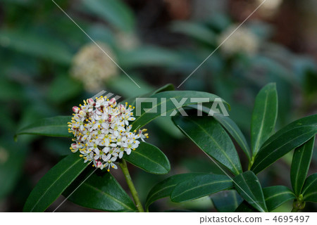 Miyamashikimi 4695497