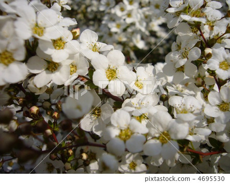 Spring footsteps 4695530