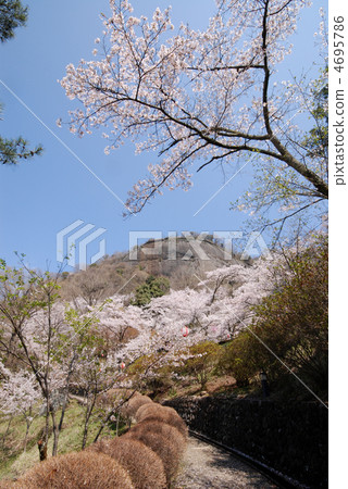 Yamanashi Prefecture Otsuki-shi Iwawateama cherry tree 4695786