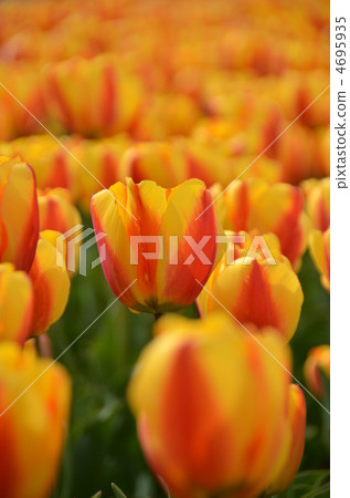 Oxhodo Wonder Oxhodo Wonder 4695935