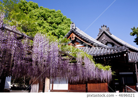 Kuzuji and Fuji 4696021