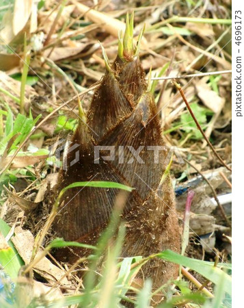 Bamboo shoots 4696173