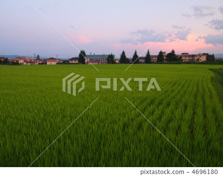Rice field 4696180