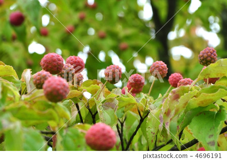 Fruit of Yamabote 4696191