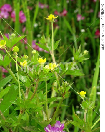 福克斯沒有按鈕 4696208