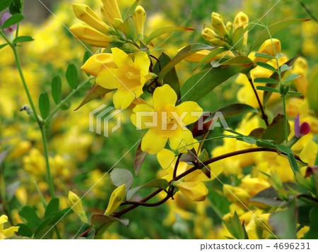 Carolina Jasmine with a nice scent Carolina Jasmine with a nice scent 4696231
