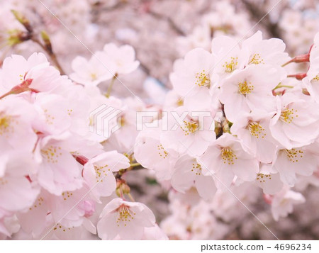 Yoshino cherry tree Yoshino cherry tree 4696234