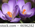 番紅花1號 4696282
