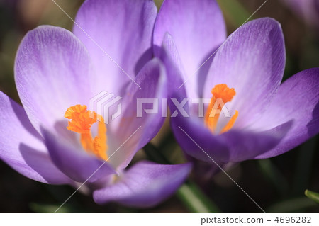 番紅花1號 番紅花1號 4696282