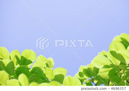 Fresh green Fresh green 4696357