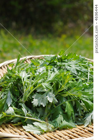 Spring wormwood picking Spring wormwood picking 4696444
