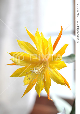 Peacock cactus Peacock cactus 4696446