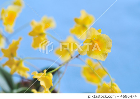 Western run (Aggretham) 4696474