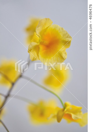 Western run (Aggretham) 4696476