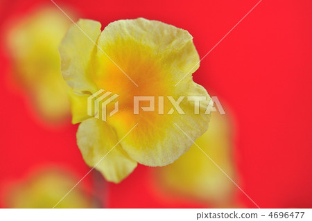 Western run (Aggretham) 4696477