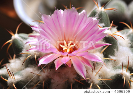 Cacti blossom ivory circle Cacti blossom ivory circle 4696509